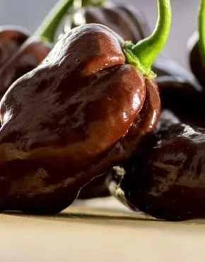 HABANERO-CZEKOLADOWA-lfzi7suy.webp