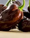 HABANERO-CZEKOLADOWA-lfzi7suy.webp