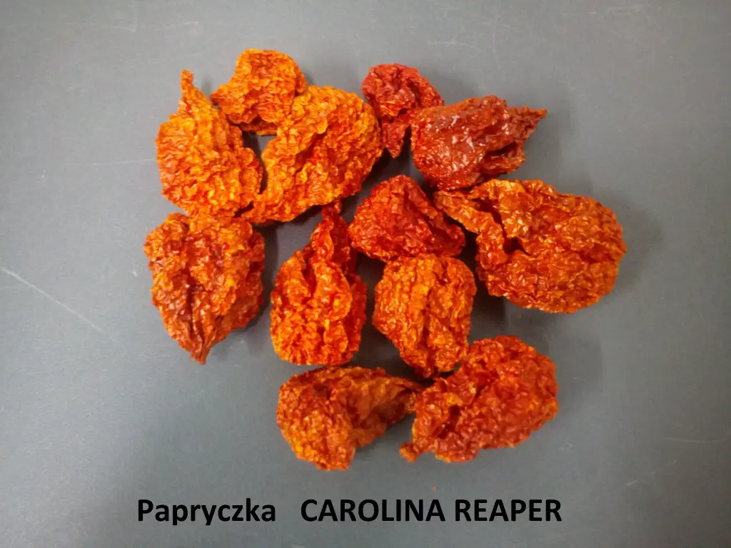Carolina Reaper suszona.webp