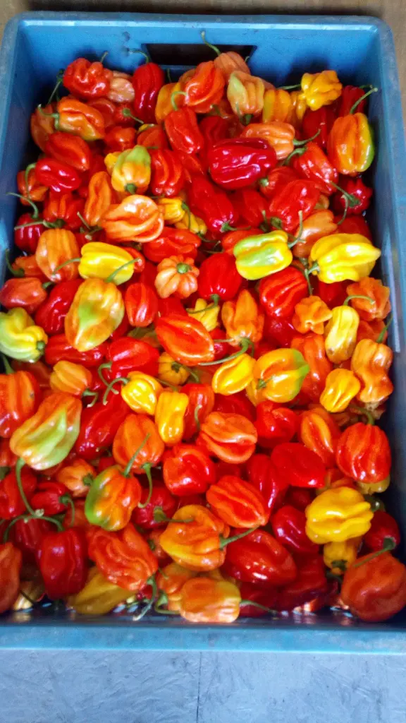 IMG-20190824-WA0000jpeg-lsxju30a.webp