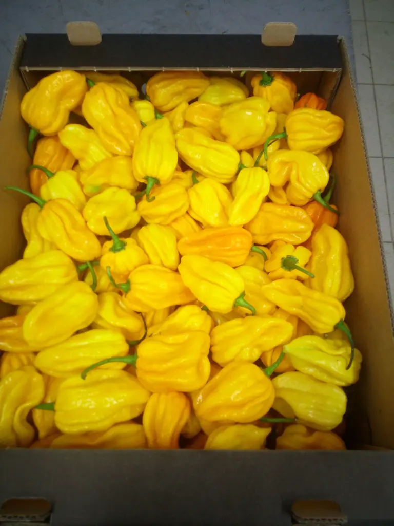 Habanero-zolte--lfzikal4.webp