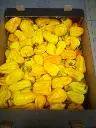 Habanero-zolte--lfzikal4.webp