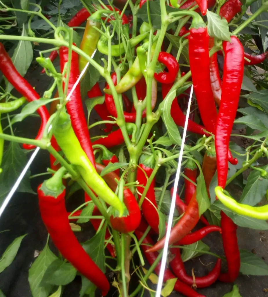 IMG-20210820-WA0003-lxahjugi.webp