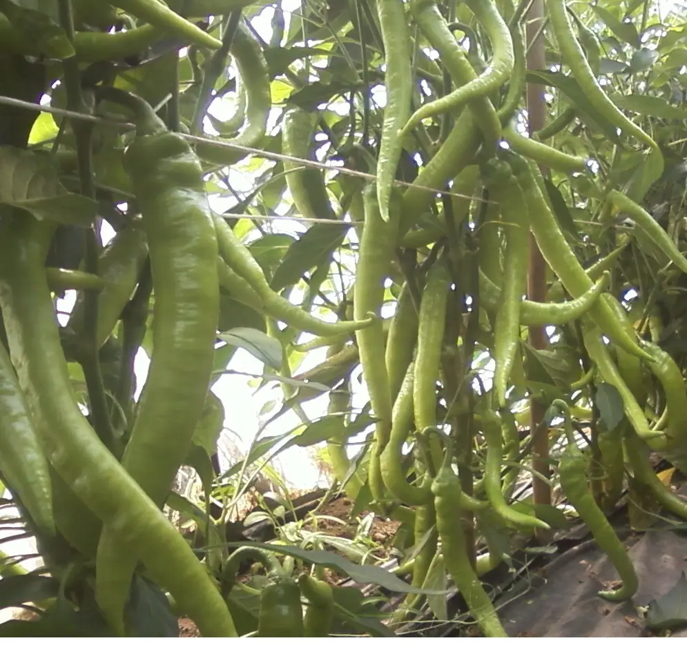 Italian-Long-Hot-Cayenne-uprawa-lxahhm0z.webp