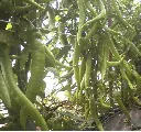 Italian-Long-Hot-Cayenne-uprawa-lxahhm0z.webp