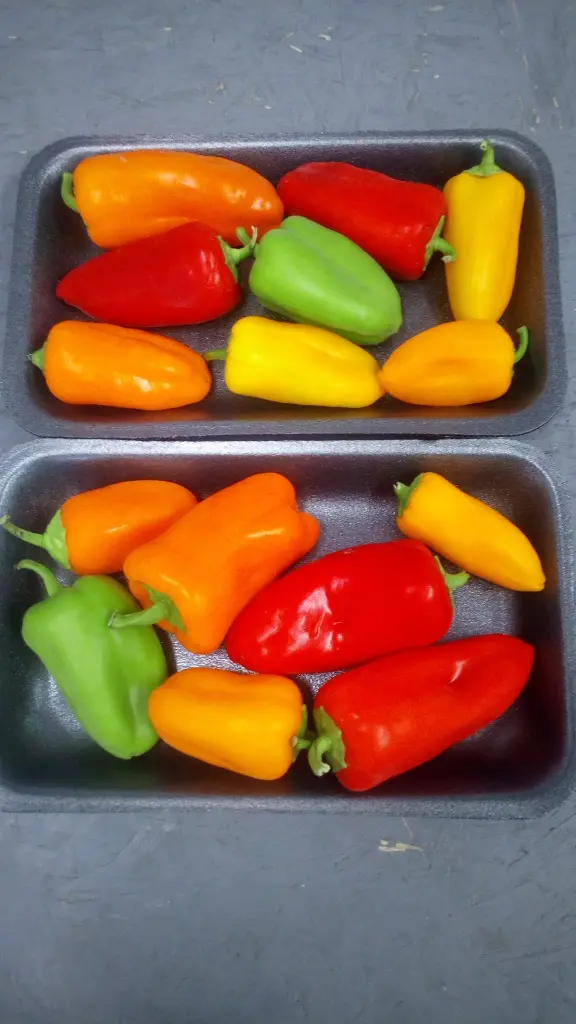 IMG-20210726-WA0000.webp