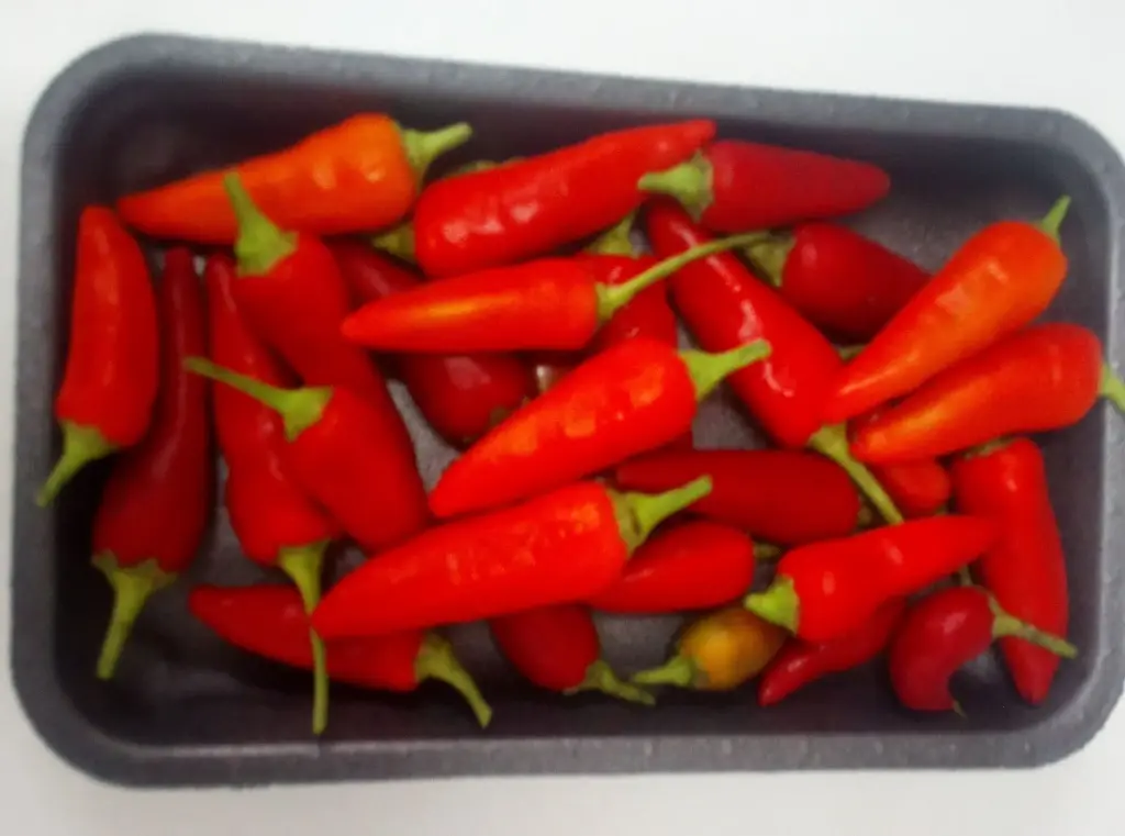 Papryka Tabasco