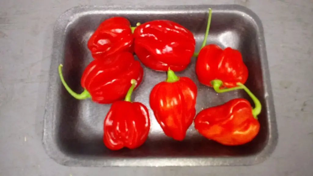Papryka Habanero Czerwone
