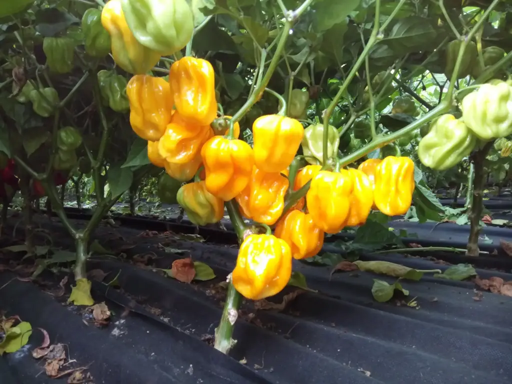 Papryka Habanero Żółte