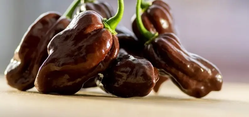 Papryka Habanero Czekoladowe