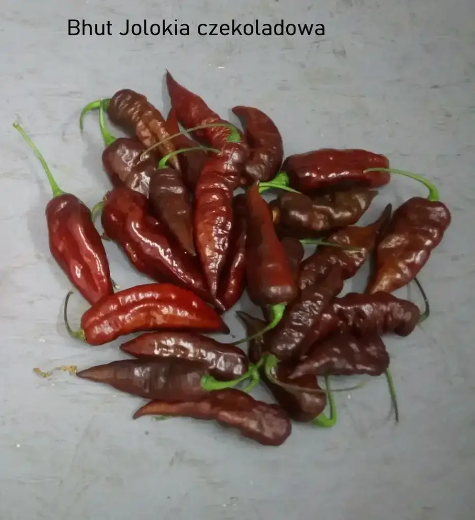 Papryka Bhut Jolokia Czekoladowa