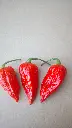 Papryka Naga Jolokia Czerwona