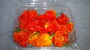Papryka Carolina Reaper