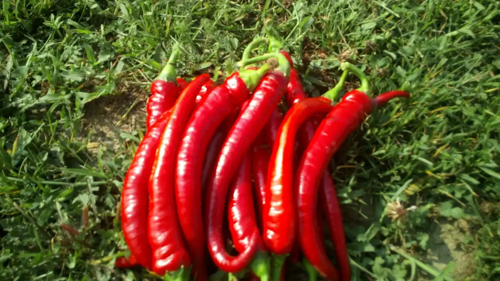 Papryka Chilli Czerwone