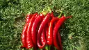 Papryka Chilli Czerwone