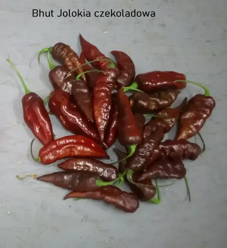 Papryka Bhut Jolokia Czekoladowa
