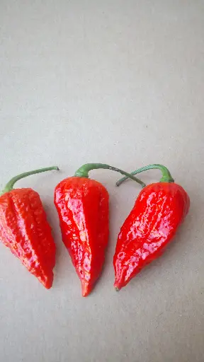 Papryka Naga Jolokia Czerwona