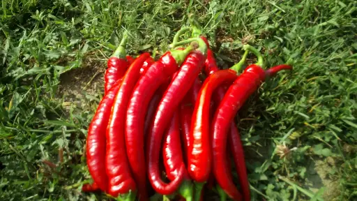 Papryka Chilli Czerwone